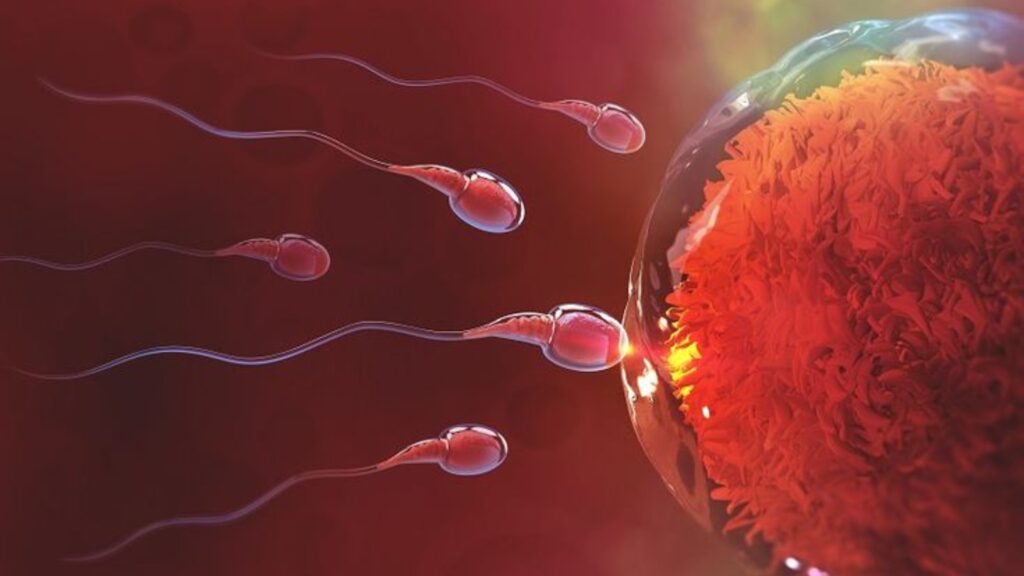 Sperm Quality 